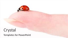  Presentation with octopus on isolated white - Colorful slides enhanced with diminutive - ladybird on finger isolated backdrop and a  colored foreground