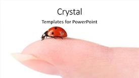  Presentation with crime scene finger print investigation - Slide deck having diminutive - ladybird on finger isolated background and a  colored foreground