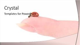  Presentation with finger - Cool new theme with diminutive - ladybird on finger isolated backdrop and a  colored foreground