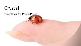  Presentation with finger - Beautiful PPT theme featuring diminutive - ladybird on finger isolated backdrop and a white colored foreground