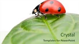  Presentation with ladybug - Cool new PPT theme with diminutive - ladybug sitting on leaf backdrop and a mint green colored foreground