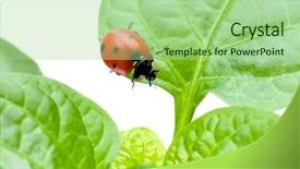  Presentation with ladybug - PPT theme with diminutive - macro of a ladybug sitting background and a  colored foreground