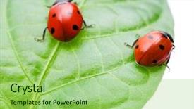  Presentation with ladybug - Audience pleasing presentation design consisting of diminutive - macro of a ladybug sitting backdrop and a  colored foreground