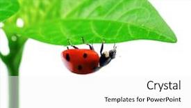  Presentation with ladybug - Slides consisting of diminutive - macro of a ladybug sitting background and a  colored foreground