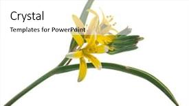  Presentation with medicinal plant - Presentation consisting of diminutive - medicinal plant gagea lutea background and a  colored foreground