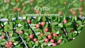  Presentation with branch - PPT theme having diminutive - ornamental plant apple-tree branch background and a  colored foreground