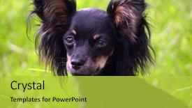  Presentation with soft toy for babies - Beautiful slide deck featuring diminutive - russian toy-terrier backdrop and a  colored foreground