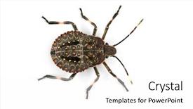  Presentation with spotted sheep - Presentation having diminutive - small spotted bug on white background and a  colored foreground