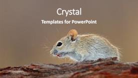  Presentation with volcanic natural disaster erupted - PPT theme having diminutive - striped mouse rhabdomys pumilio background and a  colored foreground