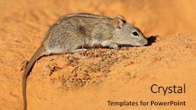  Presentation with natural islami - PPT theme featuring diminutive - striped mouse rhabdomys pumilio background and a  colored foreground