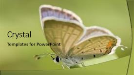  Presentation with eastern - Presentation theme featuring diminutive - tiny male eastern tailed-blue butterfly background and a yellow colored foreground