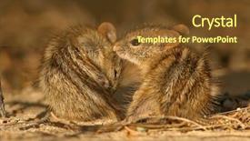  Presentation with lab animal mice - PPT layouts consisting of diminutive - two striped grass mice rhabdomys background and a  colored foreground