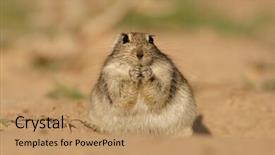  Presentation with rat - Presentation featuring diminutive - whistling rat parotomys brantsii feeding background and a  colored foreground