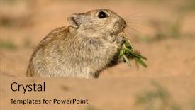  Presentation with rat - Audience pleasing slides consisting of diminutive - whistling rat parotomys brantsii feeding backdrop and a  colored foreground
