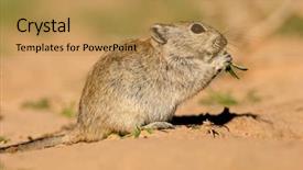  Presentation with rat - PPT layouts enhanced with diminutive - whistling rat parotomys brantsii feeding background and a  colored foreground