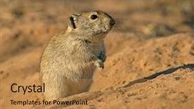  Presentation with kalahari - Cool new PPT theme with diminutive - whistling rat parotomys brantsii backdrop and a  colored foreground
