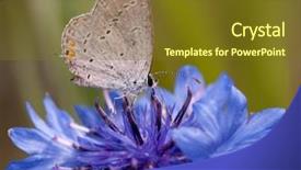  Presentation with eastern - PPT theme featuring diminutive eastern tailed blue butterfly background and a tawny brown colored foreground