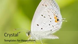 Presentation with blade - Amazing PPT theme having diminutive eastern tailed blue butterfly backdrop and a yellow colored foreground