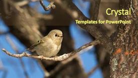  Presentation with oak tree - Presentation enhanced with diminutive female ruby-crowned kinglet background and a tawny brown colored foreground