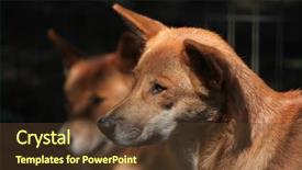  Presentation with animal - PPT layouts consisting of dingo canis lupus dingo wild background and a tawny brown colored foreground