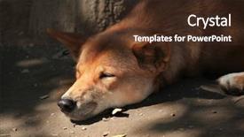  Presentation with animal - Colorful theme enhanced with dingo canis lupus dingo wild backdrop and a tawny brown colored foreground