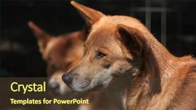  Presentation with animal - Theme enhanced with dingo canis lupus dingo wild background and a tawny brown colored foreground