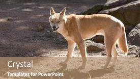  Presentation with wild dog - PPT theme having dingo snarling at the camera background and a coral colored foreground