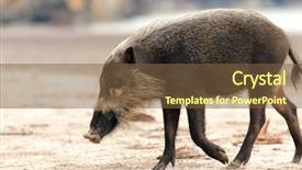  Presentation with pig - PPT theme enhanced with dino - bornean bearded pig sus barbatus background and a tawny brown colored foreground