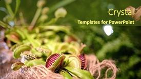  Presentation with delicious in memory - Slide set featuring dionaea muscipula and delicious grasshopper background and a tawny brown colored foreground