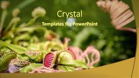  Presentation with mexican food delicious taco shells - Amazing PPT theme having dionaea-muscipula-and-delicious-grasshopper backdrop and a tawny brown colored foreground