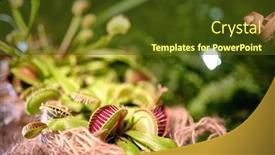  Presentation with delicious in memory - Audience pleasing PPT theme consisting of dionaea-muscipula-and-delicious-grasshopper backdrop and a tawny brown colored foreground