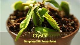  Presentation with drug pot session - Amazing PPT layouts having dior - dionaea muscipula in a pot backdrop and a tawny brown colored foreground