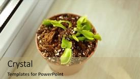  Presentation with biodegradable pot - Amazing theme having dior - dionaea muscipula in a pot backdrop and a coral colored foreground