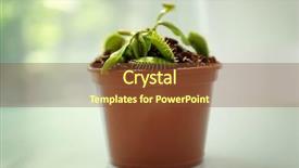  Presentation with led light company - Theme having dior - dionaea muscipula in a pot background and a  colored foreground