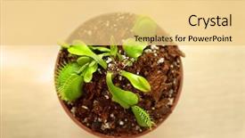  Presentation with light coloreds - Slide deck featuring dior - dionaea muscipula in a pot background and a  colored foreground