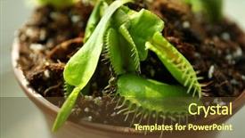  Presentation with drug pot session - Audience pleasing slide deck consisting of dior - dionaea muscipula in a pot backdrop and a  colored foreground