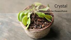  Presentation with sports table tennis two ping - Audience pleasing slide deck consisting of dior - dionaea muscipula in pot backdrop and a coral colored foreground