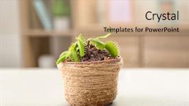  Presentation with biodegradable pot - PPT theme with dior - dionaea muscipula in pot background and a coral colored foreground