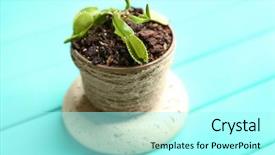  Presentation with wooden - Slide deck featuring dior - dionaea muscipula in pot background and a arctic colored foreground