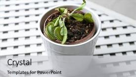  Presentation with sports table tennis two ping - PPT theme enhanced with dior - dionaea muscipula in pot background and a light gray colored foreground