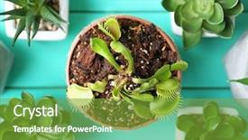  Presentation with succulents - Cool new presentation theme with dior - dionaea muscipula in pot backdrop and a tawny brown colored foreground