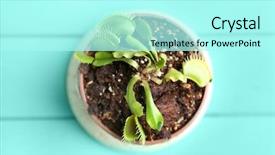  Presentation with wooden - Theme enhanced with dior - dionaea muscipula in pot background and a arctic colored foreground