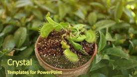  Presentation with green leaves simple - PPT layouts with dior - dionaea muscipula in pot background and a tawny brown colored foreground
