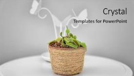  Presentation with sports table tennis two ping - Presentation theme having dior - dionaea muscipula in pot background and a light gray colored foreground