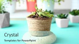  Presentation with wooden - Theme consisting of dior - dionaea muscipula in pot background and a arctic colored foreground