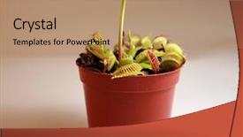  Presentation with venus - Amazing PPT theme having dior - venus flytrap dionaea muscipula grows backdrop and a coral colored foreground