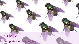  Presentation with crowded apartment buildings - Audience pleasing presentation theme consisting of diptera - background of crowded flies backdrop and a  colored foreground