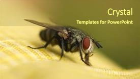  Presentation with fly - Theme featuring diptera - big eyed fly macro background and a tawny brown colored foreground