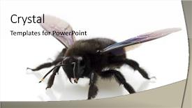  Presentation with fly - Theme with diptera - close up of a dark background and a  colored foreground