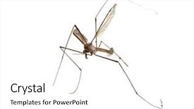  Presentation with white dove flying - Amazing PPT theme having diptera - crane fly tipula maxima backdrop and a white colored foreground